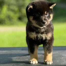 Jedi - Black and tan male Shiba Inu puppy in Cincinnati, Ohio from Timberwood Paws
