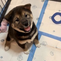 Shiba Inu Puppies from Heart’s Desire Shiba Inus