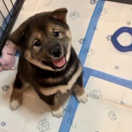 Shiba Inu Puppies from Heart’s Desire Shiba Inus