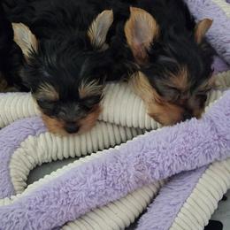 Johnny - Black and tan male Yorkshire Terrier puppy in Grafton, West Virginia from Gemstone Kennel