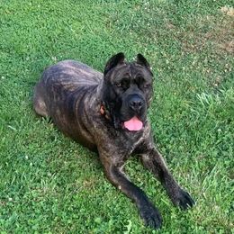 Kiki - Cane Corso