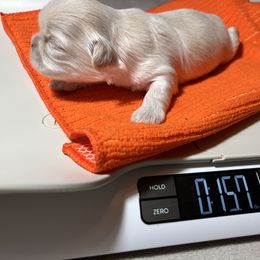 Shihpoo and Shih Tzu Puppies from STORM'S CAPONE  & DAKOTAKIA AKC QUALITY SHIH TZU'S