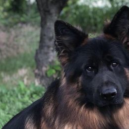 German Shepherds from Vom Holtzinger German Shepherds