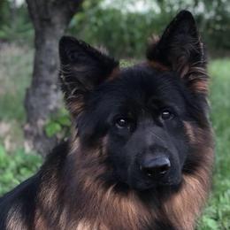 German Shepherds from Vom Holtzinger German Shepherds