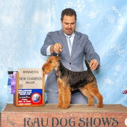 Layla - Welsh Terrier