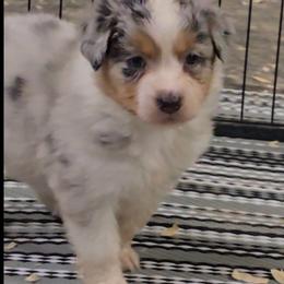 Sierra - Blue merle female Australian Shepherd puppy in Divide, Colorado from Outlaw Farm and Kennel
