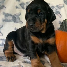 Doberman Pinschers from Creekside Dobermans
