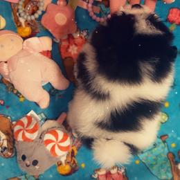Oreo - Black parti male Pomeranian puppy in Childersburg, Alabama from A Sample Of Gods Love Kennels