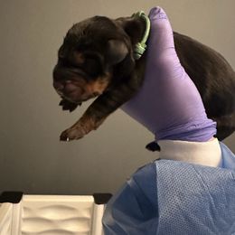 Splinter - Black and rust male Doberman Pinscher puppy in Bruce Township, Michigan from Eminent Dobermans