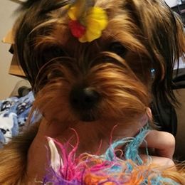 Yorkshire Terriers from A+Yorkies