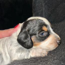 Button - Piebald male Dachshund puppy in Bruceton, Tennessee from Dachshund Dreams