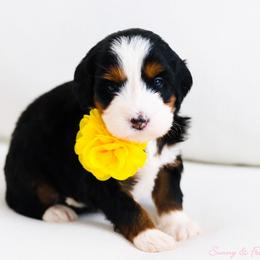 Gamora - Tri-color female Bernedoodle puppy in Diamond Bar, California from Furrytaildoodles