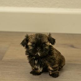 Sarah - Brindle female Shih Tzu puppy in Fresno, California from Good Lil Shih Tzu