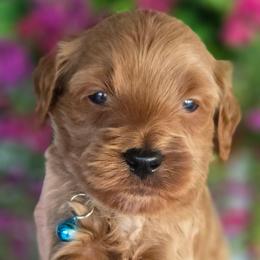 Titan Light Blue Collar - Red  male Goldendoodle puppy in Vernon, Texas from Sugarland's Texas Goldendoodles