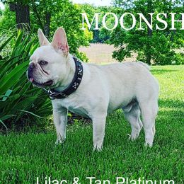 Moonshine - French Bulldog