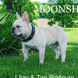 Moonshine - French Bulldog