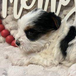 Girl 1 - Parti female Yorkshire Terrier puppy in Calhoun, Georgia from Peach State Yorkies