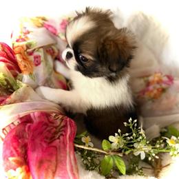 Blossom - Sable and white female Japanese Chin puppy in Davisville, Missouri from Uniquely Yours, Shelly’s Japanese Chins