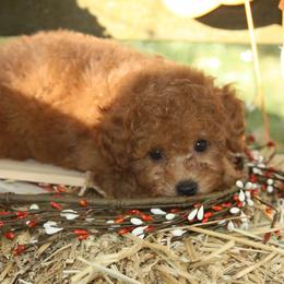 Australian Shepherd, Goldendoodle, and Poodle Puppies from 5AFarms
