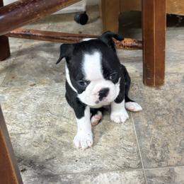 Max - Black brindle and white male Boston Terrier puppy in Alabama from Southern Bulldogs