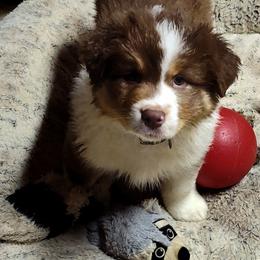 Boy 4-Red Collar - Red tri-color male Australian Shepherd puppy in North Jackson, Ohio from Shadowood Australian Shepherds