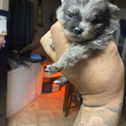 French Bulldog and Pomeranian Puppies from Chaos Central Valley Bulls