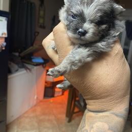 French Bulldog and Pomeranian Puppies from Chaos Central Valley Bulls