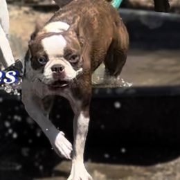 Rain - Boston Terrier