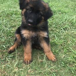 German Shepherd Puppies from Semper Fi K9 Montana
