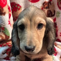 Bubba - Cream male Dachshund puppy in Hebron, Indiana from MCS Dachshunds
