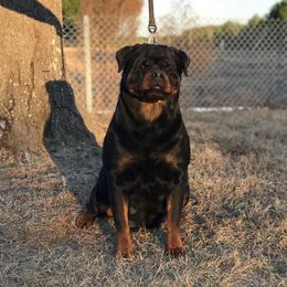 Cindy - Rottweiler