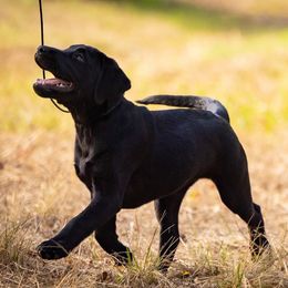 Labrador Retrievers from Small Batch Labradors