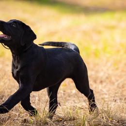 Labrador Retrievers from Small Batch Labradors