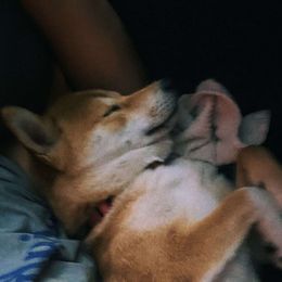 Haru - Shiba Inu