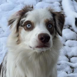 Creaux - Miniature Australian Shepherd
