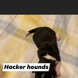 Basset Hound Puppies from Hacker hounds