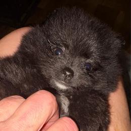 Noirella - Black female Pomeranian puppy in East Mountain, Texas from Fairchild Fancy Pomeranians and Coachella Pomeranians