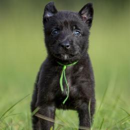 Male 1 - Black brindle male Dutch Shepherd puppy in Fayetteville, North Carolina from Iron Sight K9s