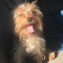 James - Yorkshire Terrier