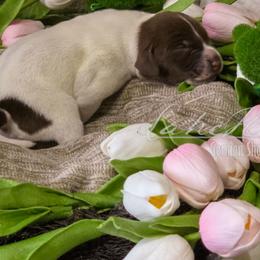 Lime girl - Liver and white female German Shorthaired Pointer puppy in Kenai, Alaska from LakeHaus Kennels