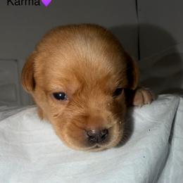 Karma Purple Collar - Yellow female Labrador Retriever puppy in Elloree, South Carolina from Moonlight Kennels LLC