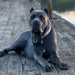 Cane Corso from Golden Isles Cane Corsos