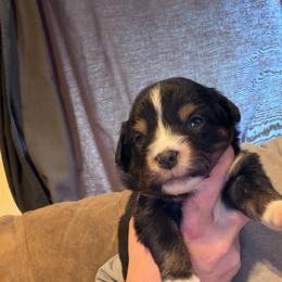 Abby - Black tri female Miniature Australian Shepherd puppy in Deming, New Mexico from Rave'n Aussies of New Mexico