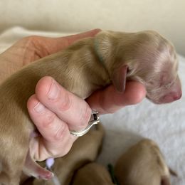 Jasper - Cream Dachshund puppy in Waynesville, North Carolina from Blue Ridge Doxies