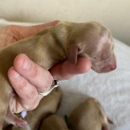 Jasper - Cream Dachshund puppy in Waynesville, North Carolina from Blue Ridge Doxies