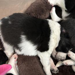 Border Collie Puppies from Roaring River Border Collies