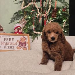 Annabelle - Red  female Poodle puppy in Statesboro, Georgia from Briar Creek Kennels