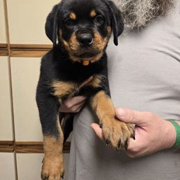 Orange - Black and mahogany female Rottweiler puppy in Buskirk, New York from Von Insel Zu Berg Rottweilers
