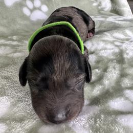 AKC - RANGER - Dapple male Dachshund puppy in Omaha, Nebraska from Colorful Dachshunds