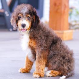 Hugh - Merle male Bernedoodle puppy in Dundee, Ohio from Down Home Doodle